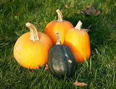 turn into a pumpkin